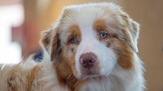 australian shepherd dog close-up of face