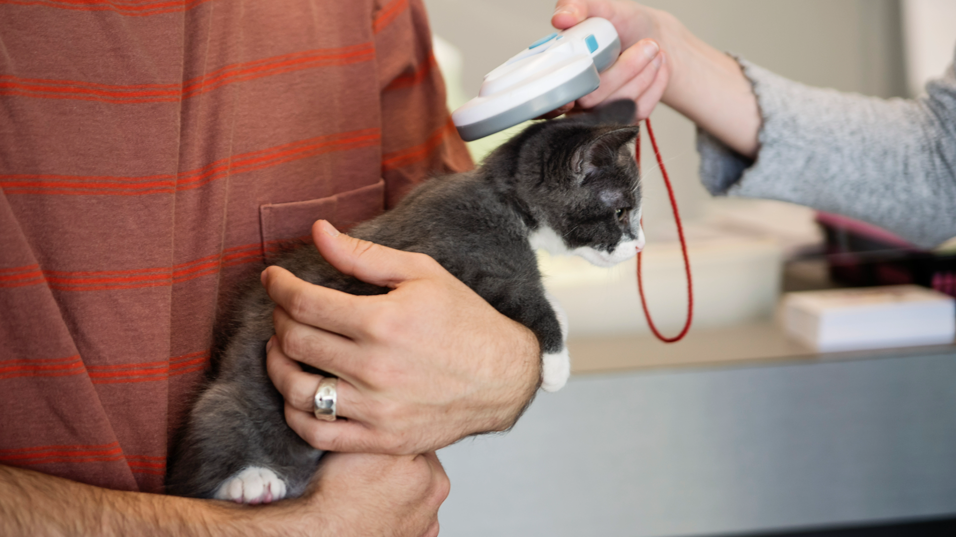 Person holding a kitten while another person scans their microchip using a machine