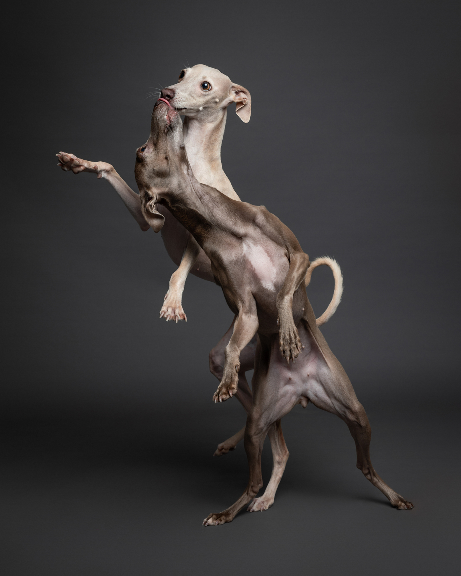 Two slender dogs enthusiastically play, mid-leap, against a dark gray backdrop. Their dynamic pose and joyful expressions convey energy and fun