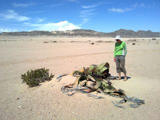 Welwitschia plants in Namibia also make small coppice dunes called nabkhas.