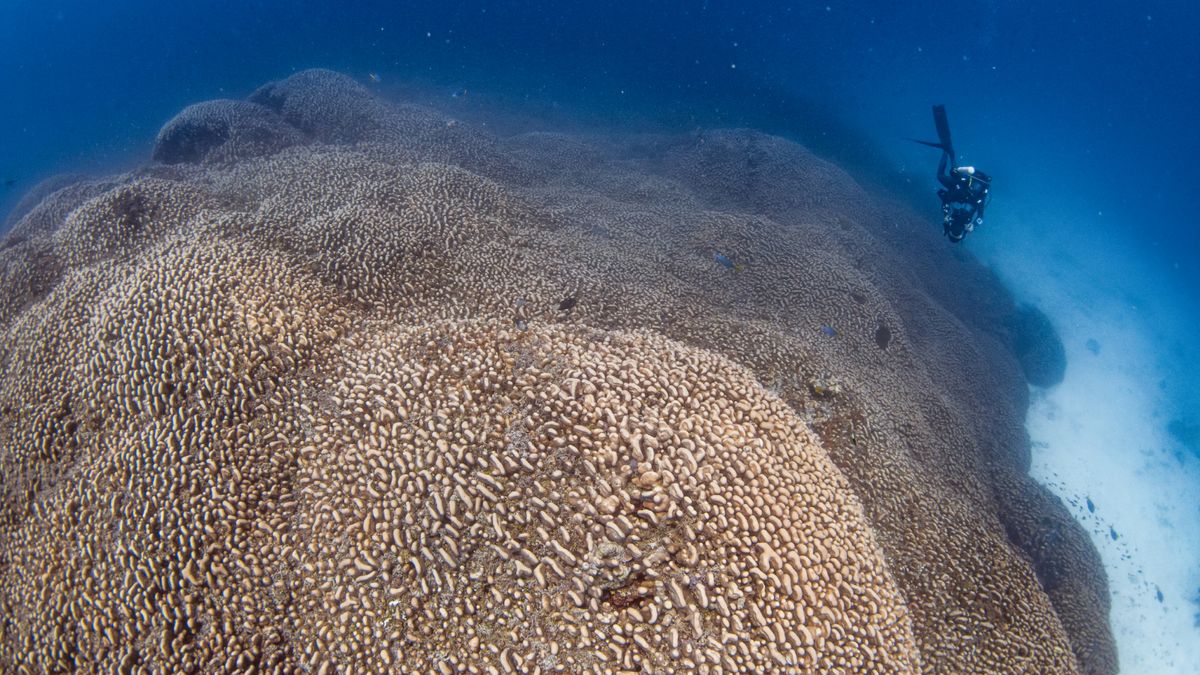 A huge coral mound photographed underwater with diver beside.