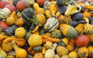 squash, gourds