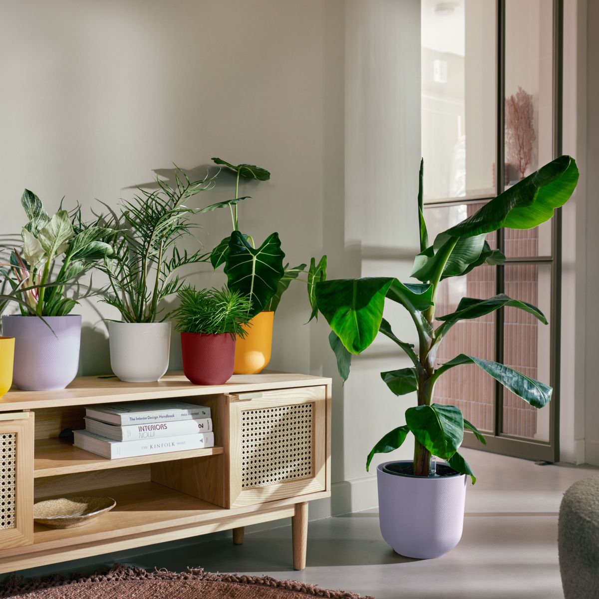 This year's hottest houseplant trend proves size does matter | Ideal Home