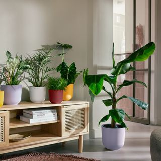 Various selection of potted houseplants displayed in living room