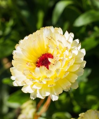 Calendula Snow Princess has pale ivory petals and a red centre and is a rare variety