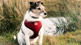 Jack Russell Terrier wearing harness outside