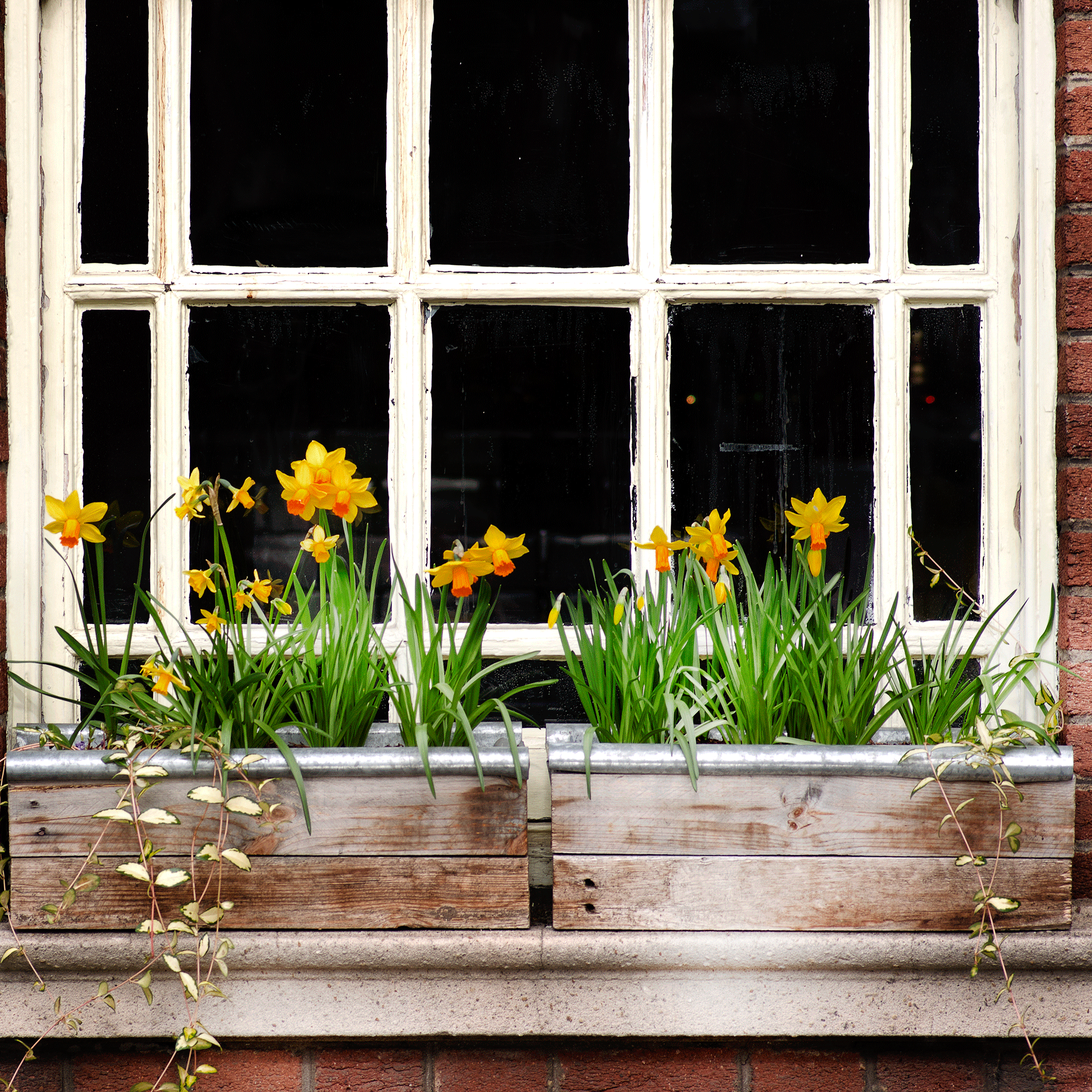 Window box with daffodils