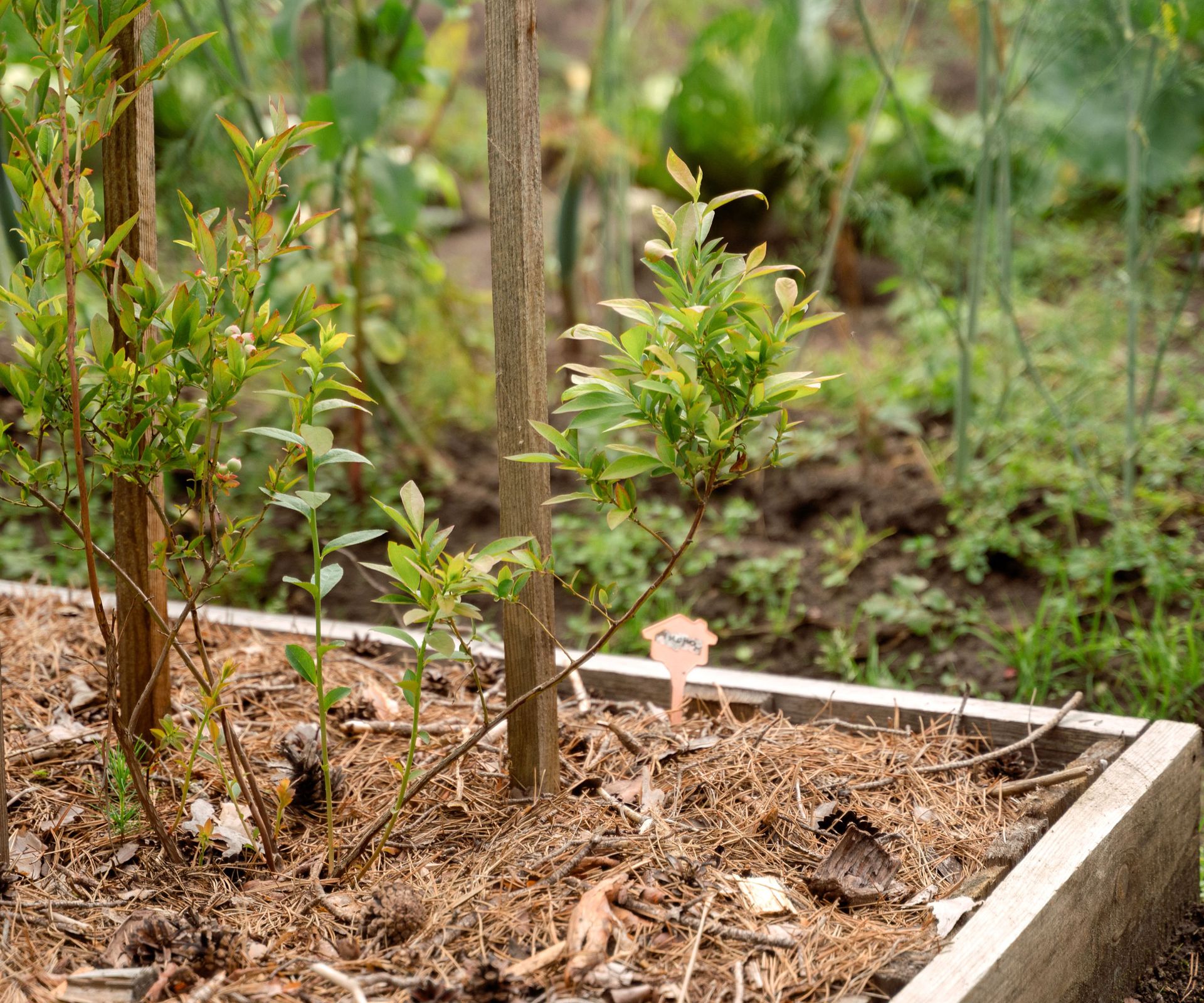 blueberries growing in pine needle mulch in raised bed