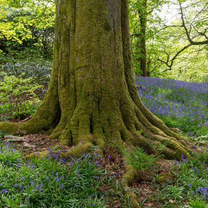 Moss thriving in a dappled woodland setting