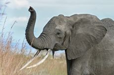 elephants, ivory, tusks, poaching