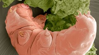 Proteins found in tardigrades could be used to stabilize drugs that would otherwise need refrigeration.