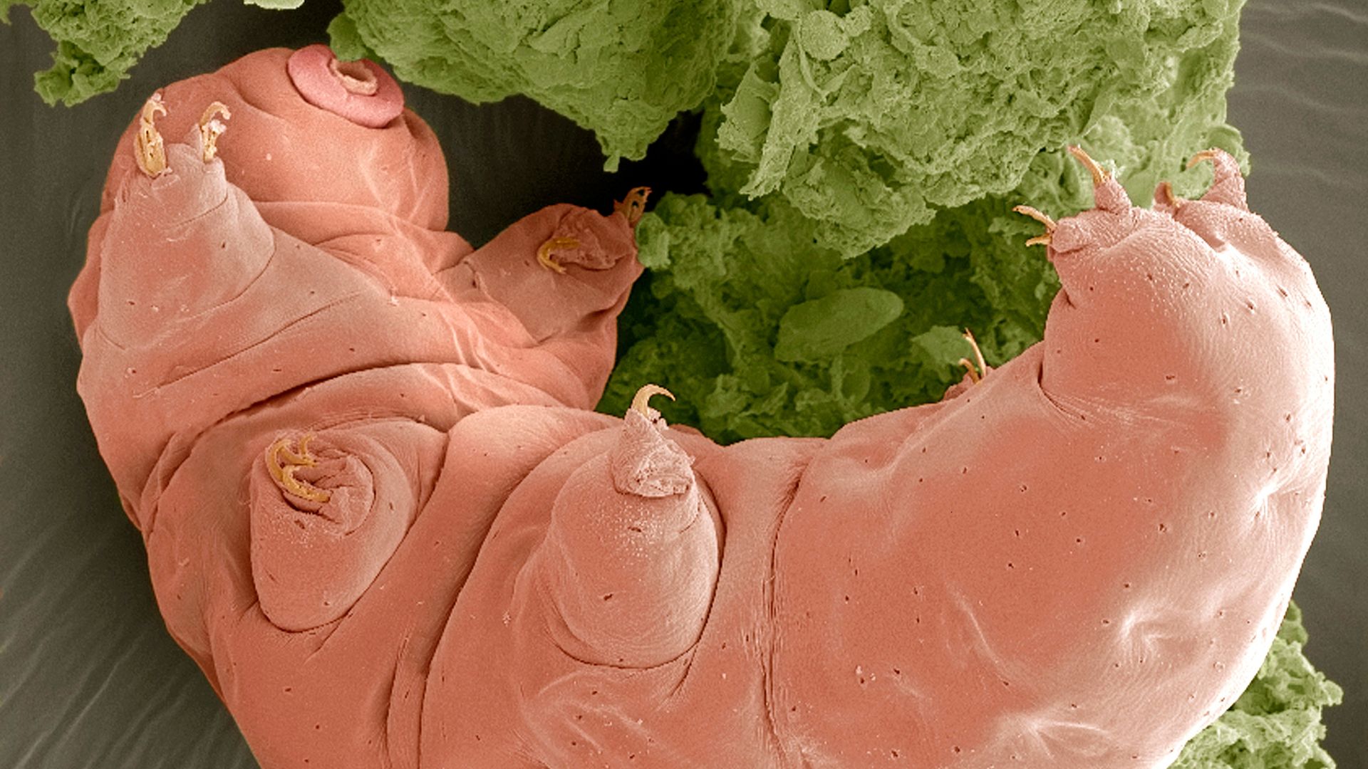 Tardigrade proteins could help stabilize drugs without refrigeration, scientists say