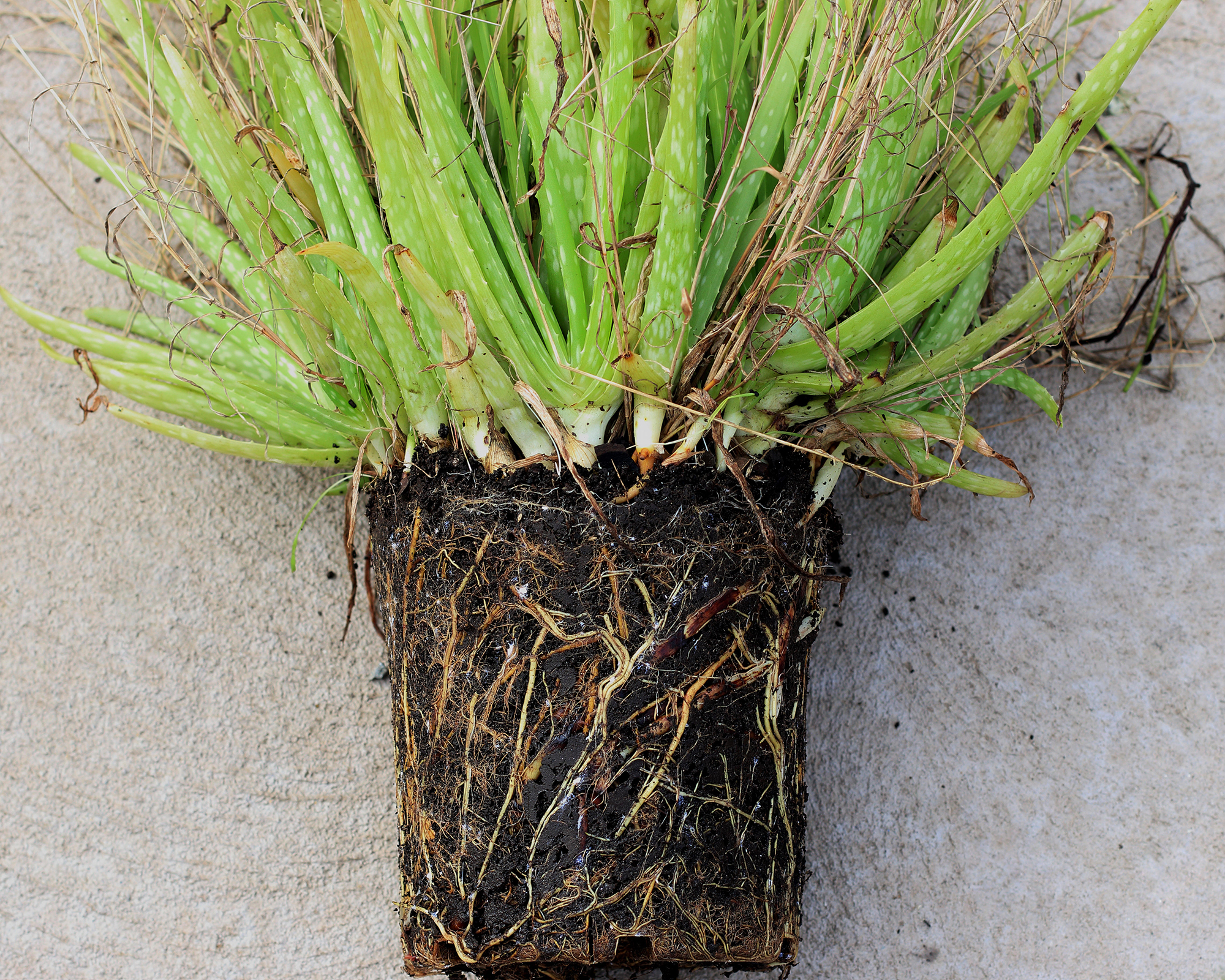 Soil and roots of aloe vera plant