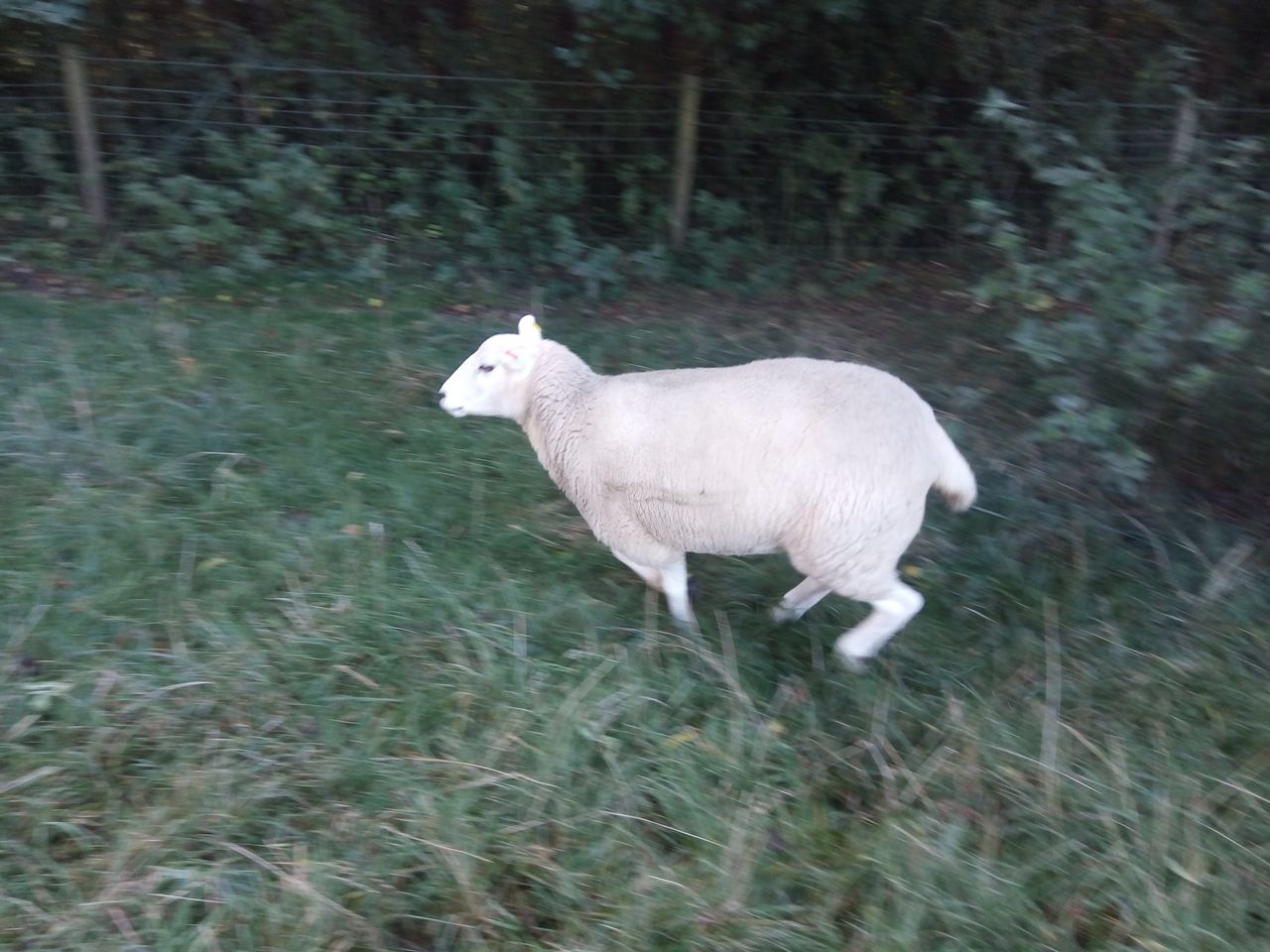 Here the autofocus struggled with a slowly moving (reluctant) subject.