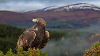 reasons you need binoculars: eagle