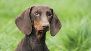 Shorthaired dachshund headshot