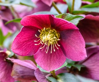 A deep pink flower of Hellebore