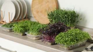 Indoor herbs in kitchen