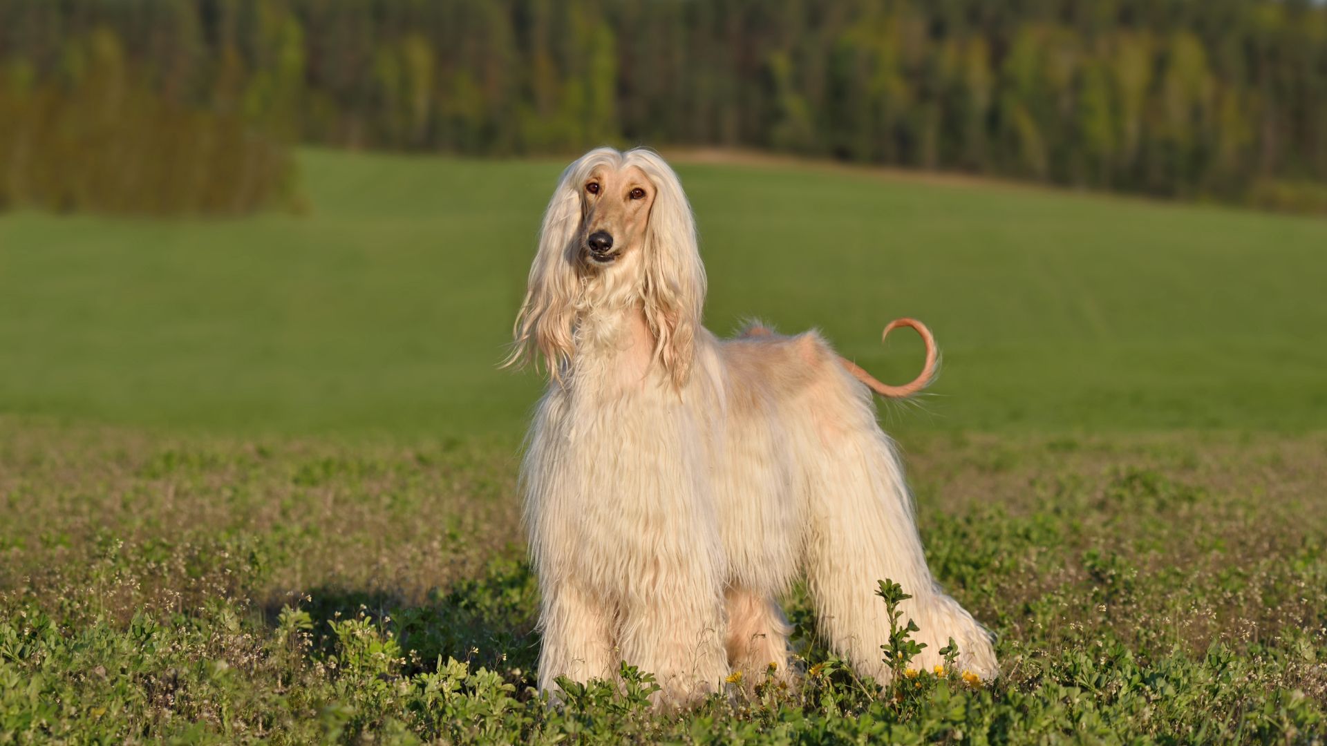 afghan hound