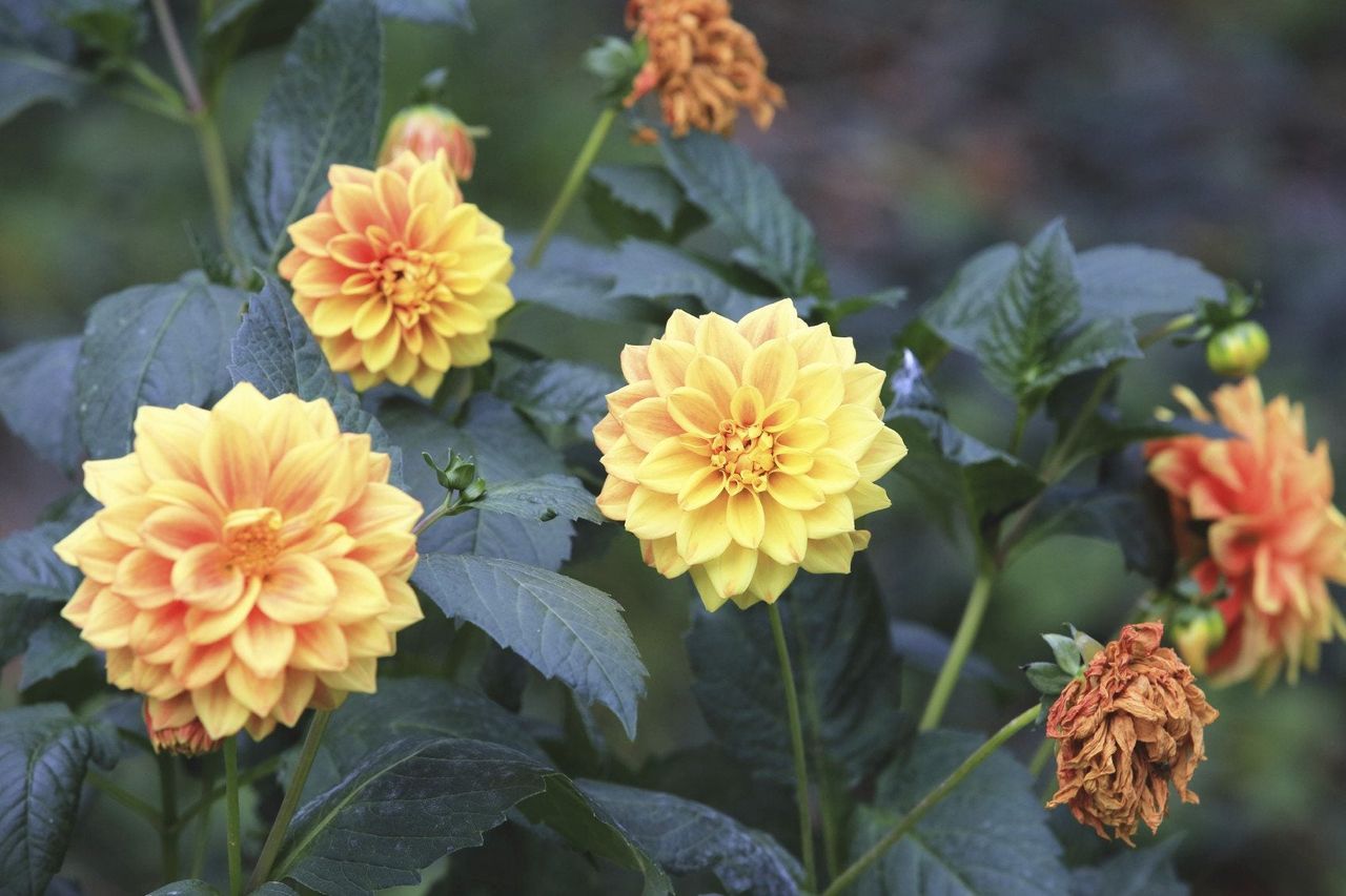 Dahlia Flowers