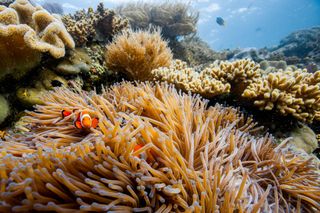 'The Mating Game' will show how clownfish change sex.