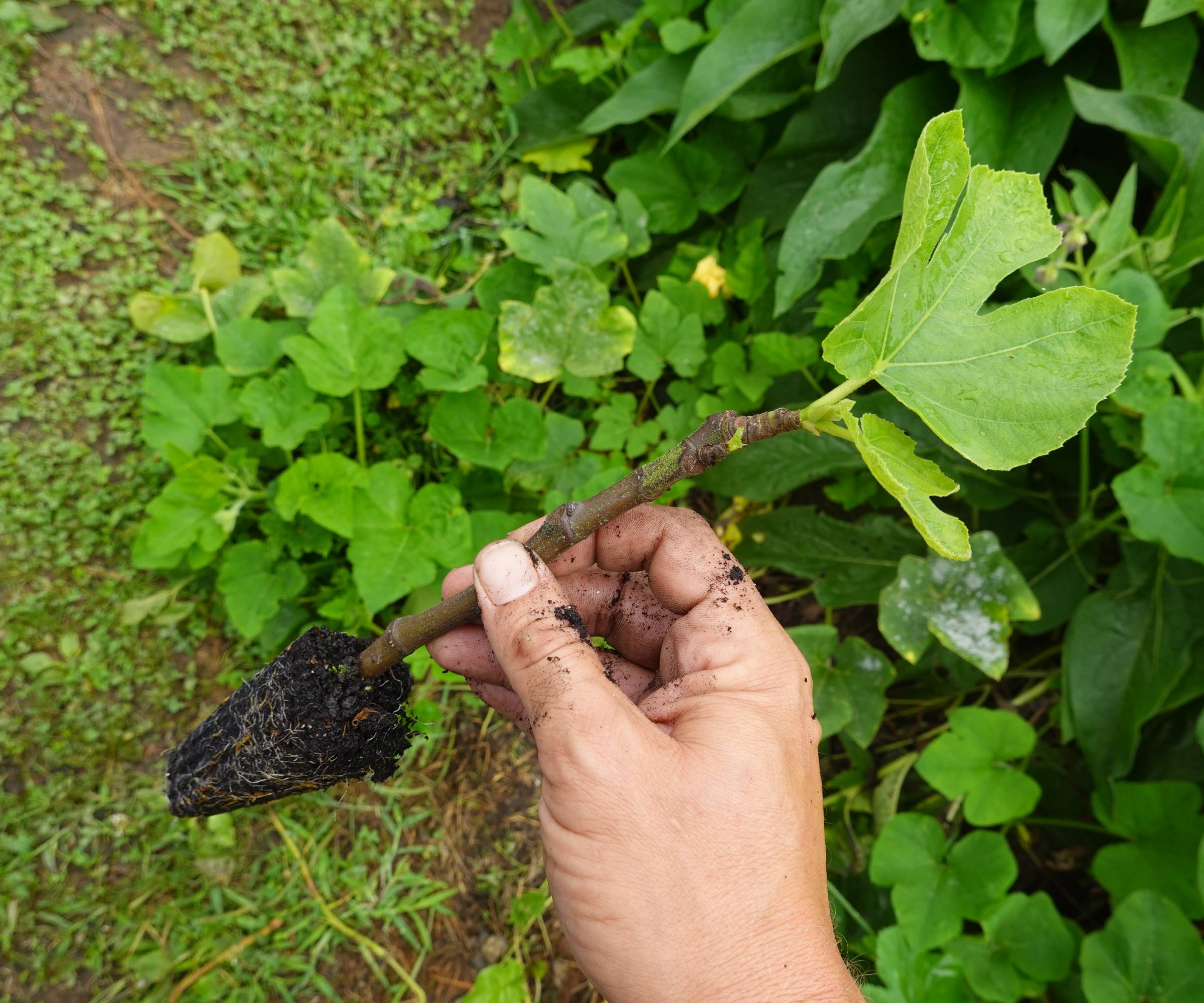 a hand holding a small fig tree sapling