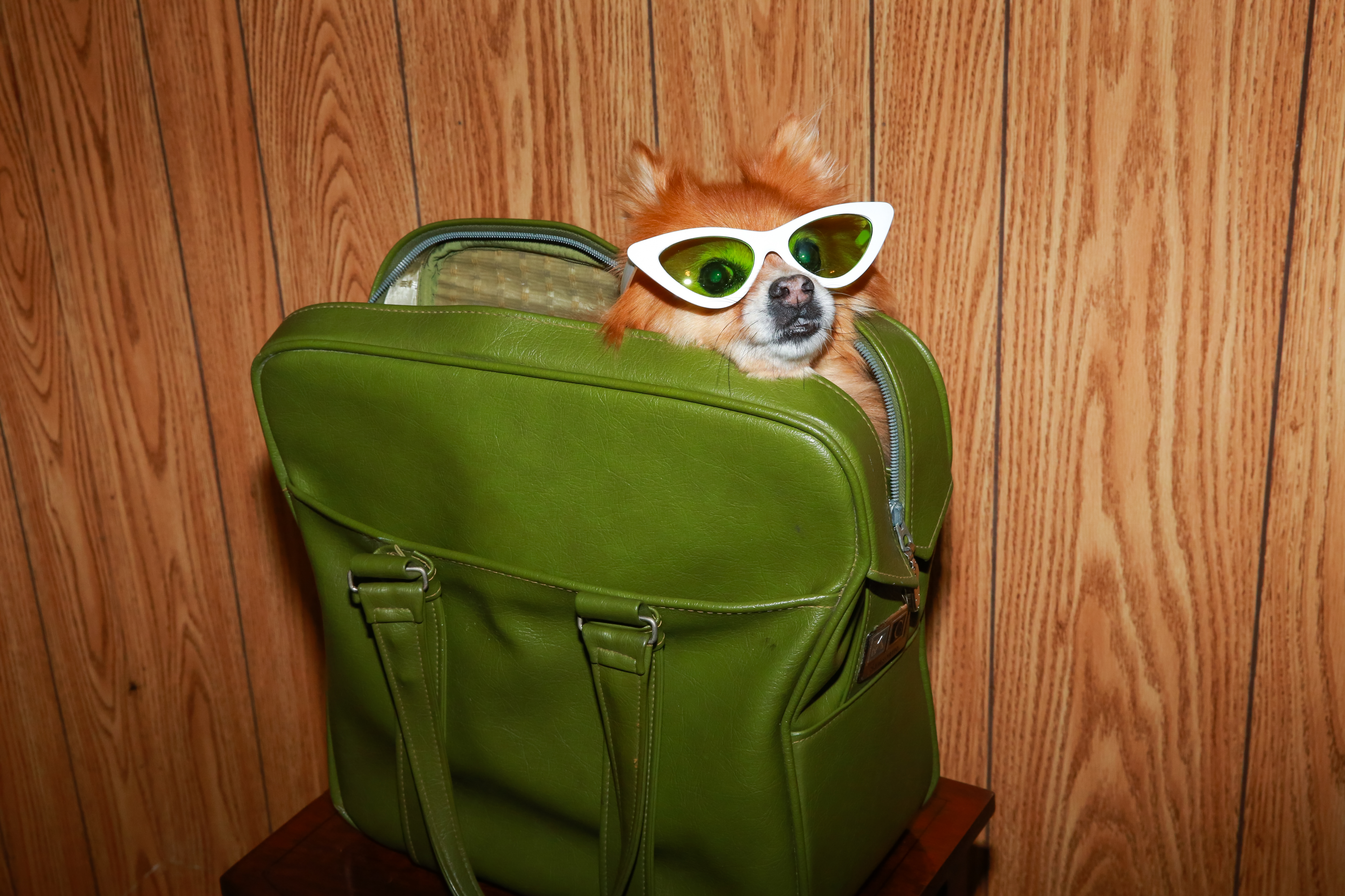 Spoiled dog wearing sunglasses, in a green leather handbag