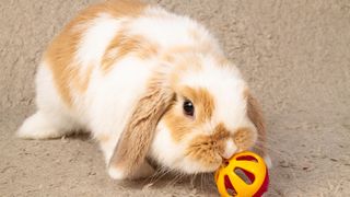 bunny eating playing with a toy