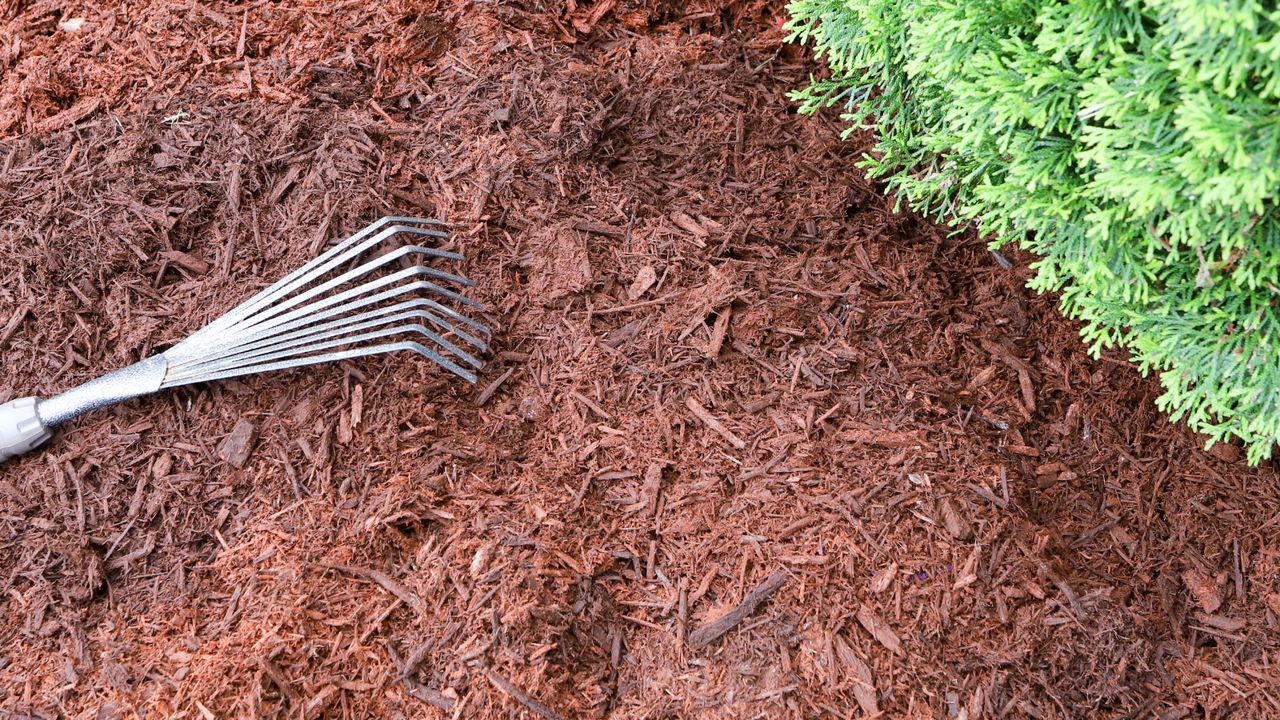 Garden rake on bed of mulch