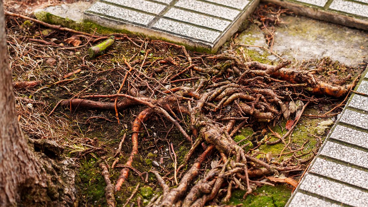 Growing roots of a tree destroying the surrounding pavement