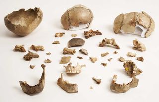 Skull cups found in Gough's Cave in Somerset, England, along with other skull fragments.