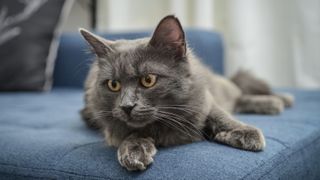 Nebelung cat