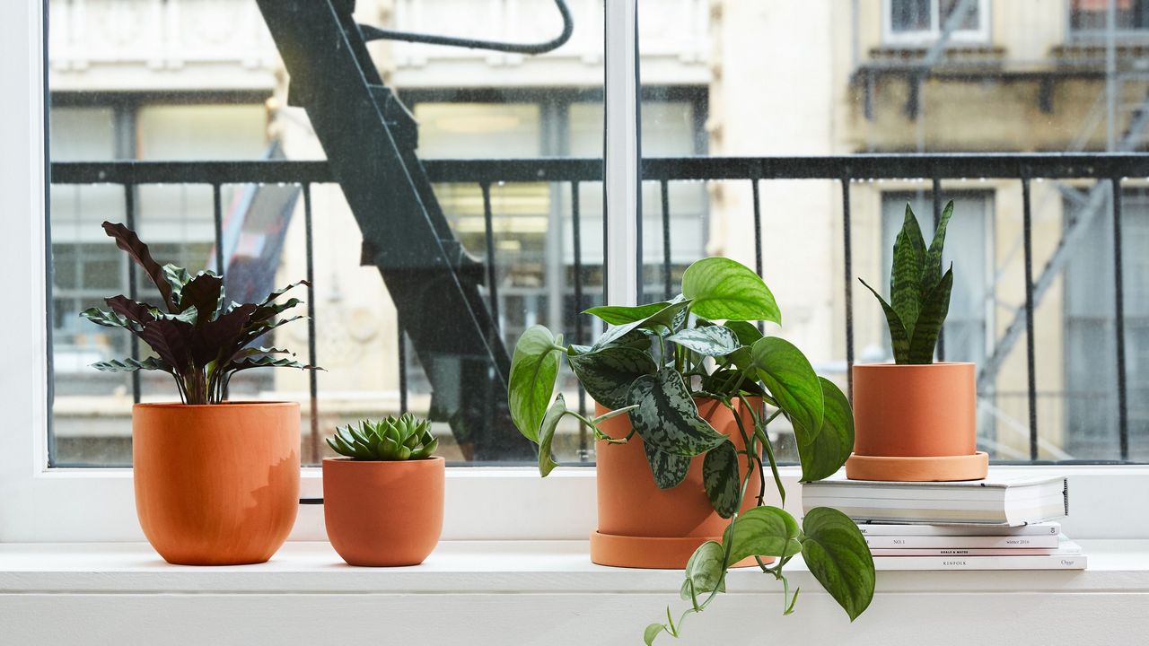 the sill plants