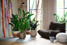 a living room with large zz plants