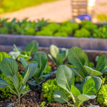 Raised Bed Vegetable Garden with Lettuce