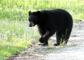 mild winter weather, 2011 winter weather, 2012 winter weather, warm winter, mild winter effects, weather, earth, environment, black bear