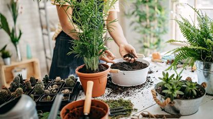 person potting up houseplants on table
