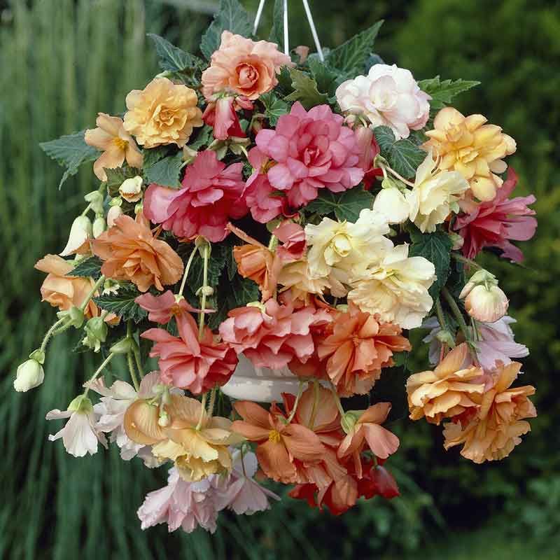 Begonia Tubers - Hanging Basket Pastel Mix