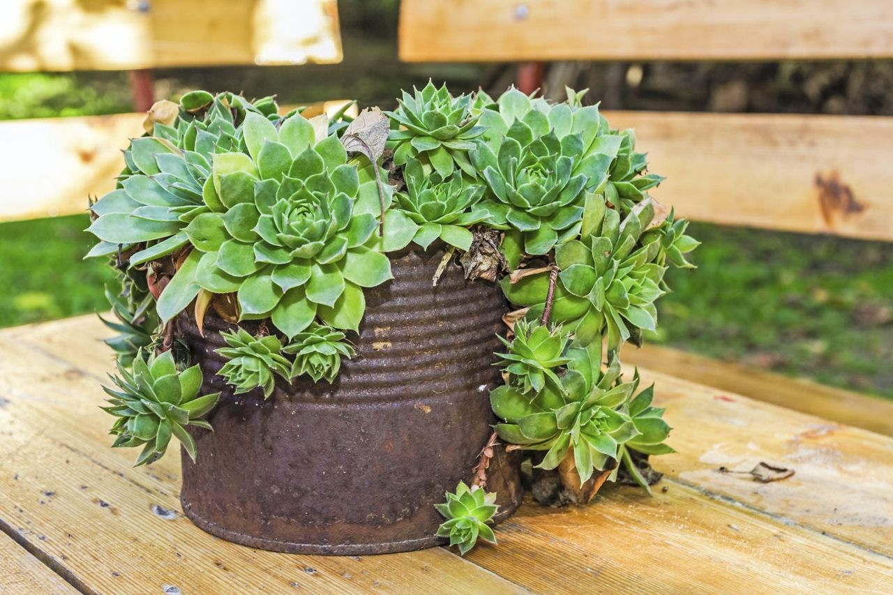 succulent container