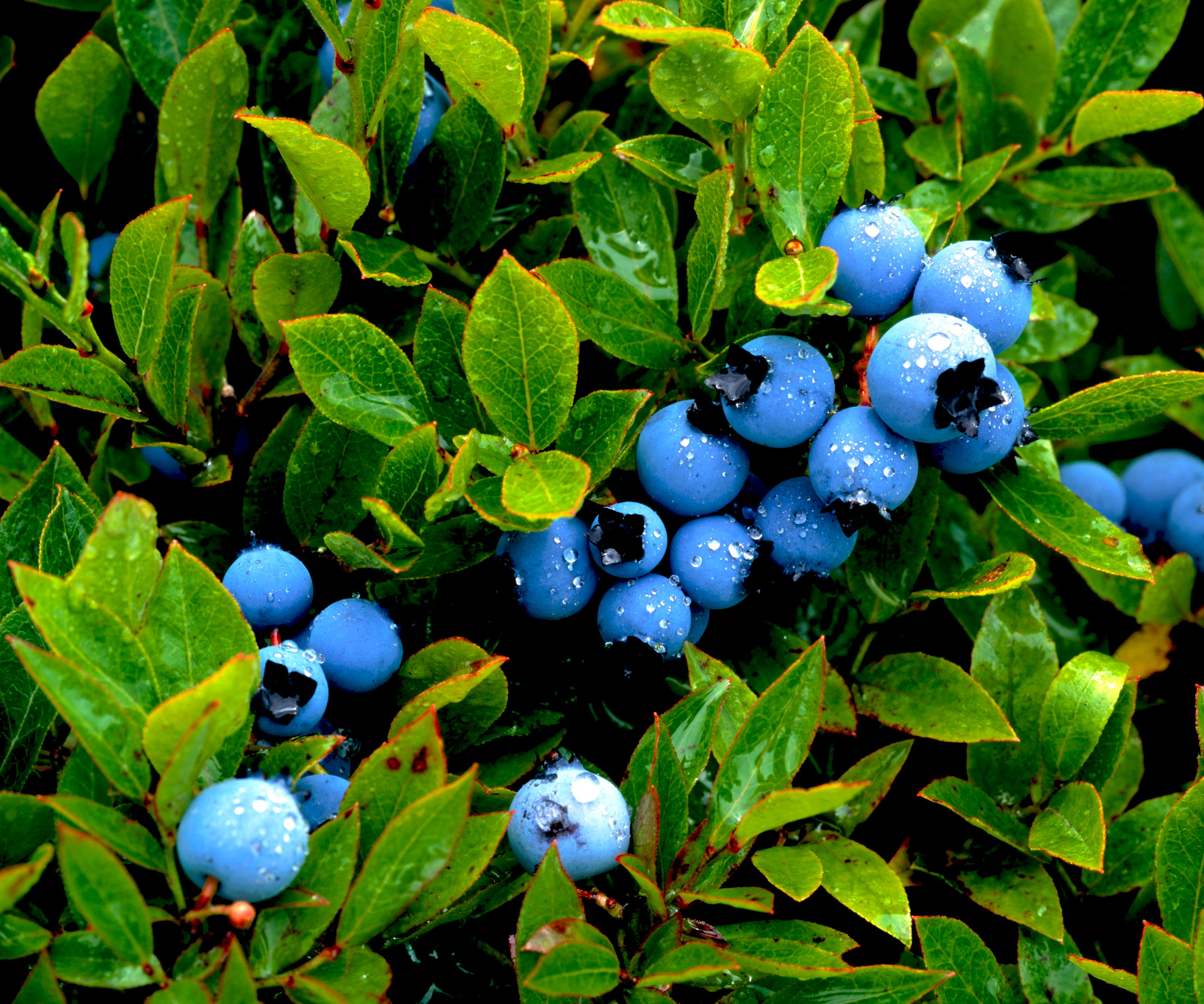 blueberry Duke with berry fruits