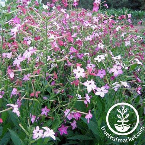 Nicotiana Seeds - Affinis