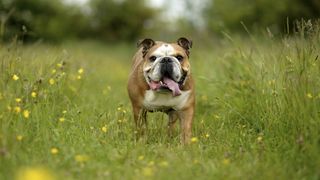 English bulldog walking in field