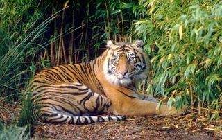 Sumatran Tiger in forest