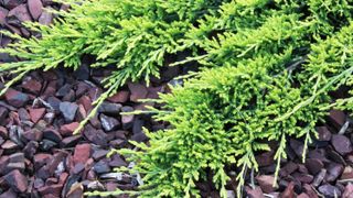 Creeping juniper ground cover plant