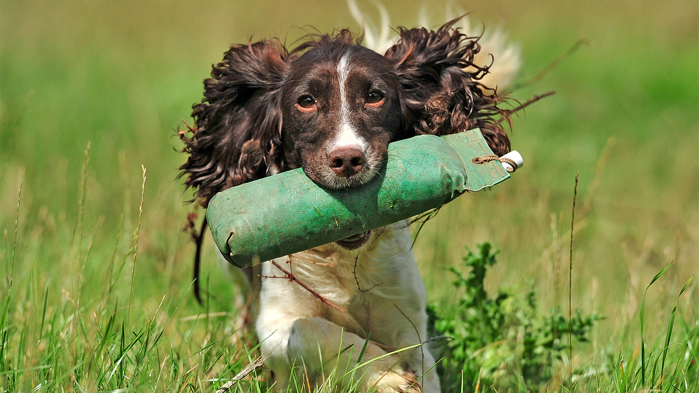 A springer spaniel dog being taught how to fetch with a retrieval dummy