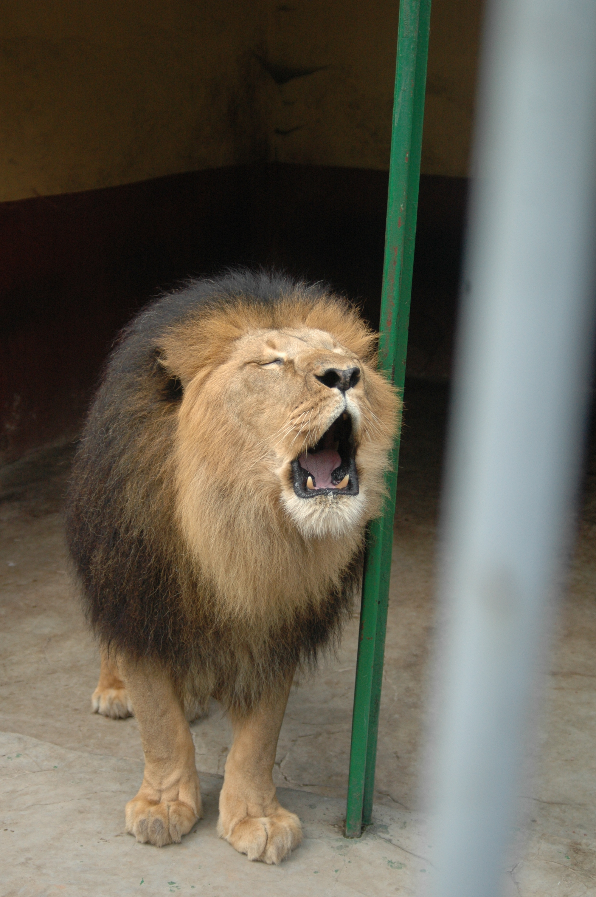 Genetically unique' lions discovered at Ethiopian zoo