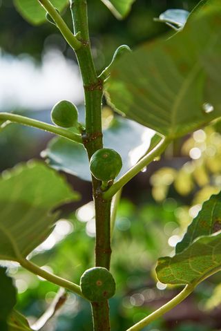 tiny green figs on stem