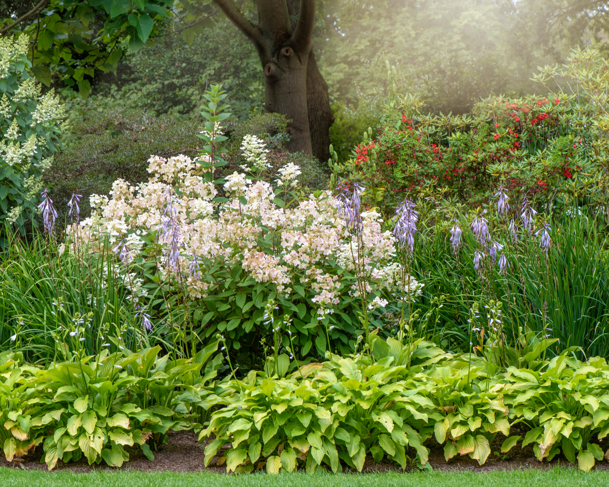 Layered garden with hostas and other perennials