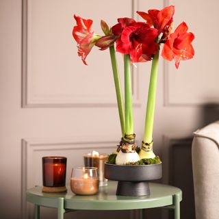 Potted amaryllis on a living room side table with candles