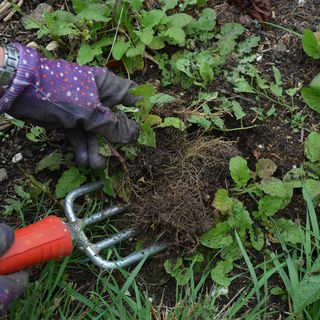 kill weeds and stop them from growing